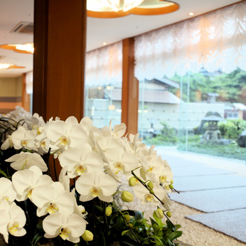 伊勢神宮のお膝元 鳥羽 胡蝶蘭